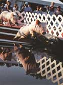 Racing Pigs!